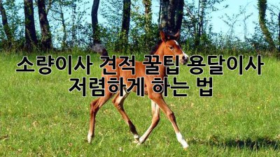 소량이사 견적 꿀팁🍯 용달이사 저렴하게 하는 법!